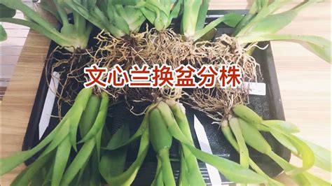 文心蘭分株|怎样给文心兰换盆分株？Dividing and Repotting Oncidium Orchids